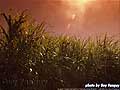 Guy Fanguy - Artist - Photographer - Guy Fanguy - Sugar Cane Farming - Louisiana (18).jpg Size: 52258 - 10